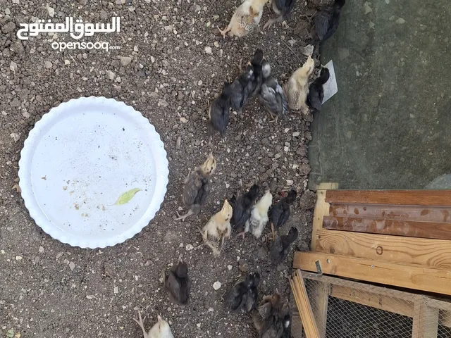 صوووص بلدي