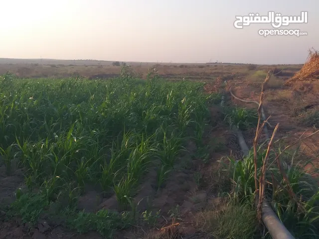 Farm Land for Sale in Al Hudaydah Other