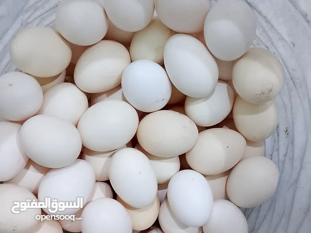 بيض مخصب وغير مخصب عماني