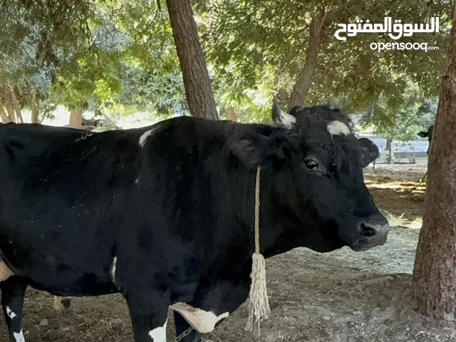 للبيع عجل نمساوي