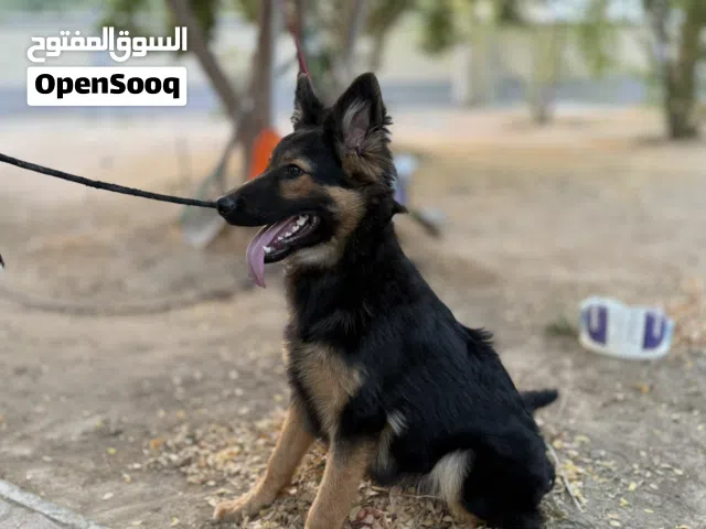 كلب راعي الالماني ورك لين 6 اشهر