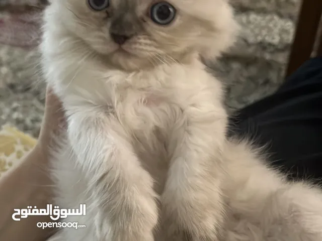 قطة صغيرة للبيع