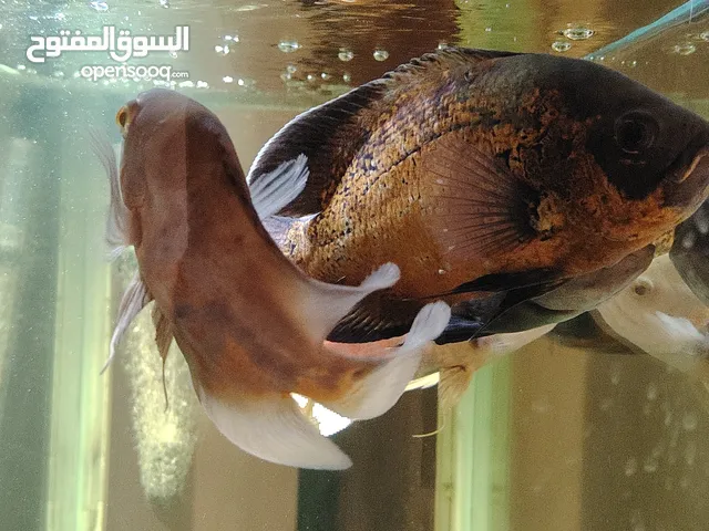 اسماك زينه اوسكر