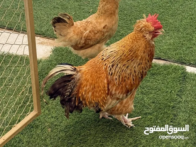 للبيع زوج دجاج الماني جامبو بياض
