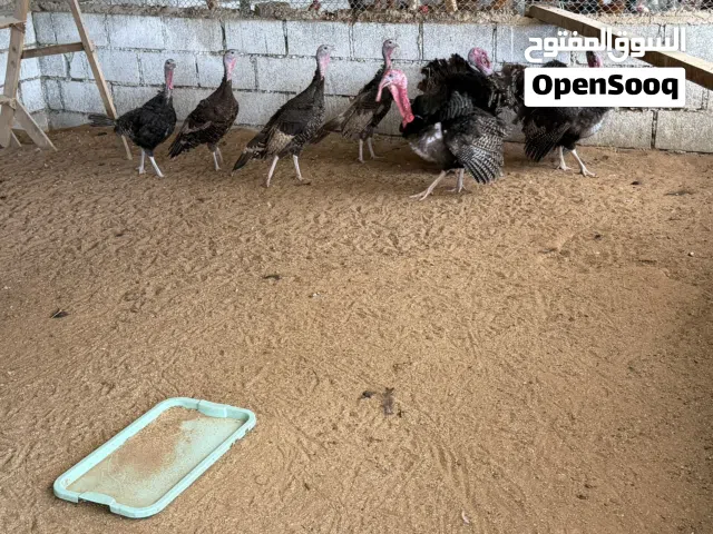 دجاج رومي (Turkey)  Turkey Birds