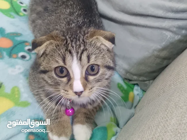قطعه للبيع سكوتش فولد ملقحه وامها معها بسبور لعوبه بداعي السفر المستعجل