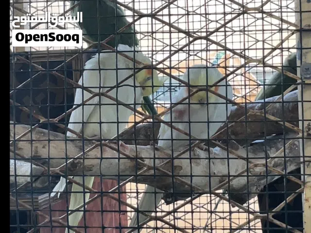 مجموعة طيور لي البيع