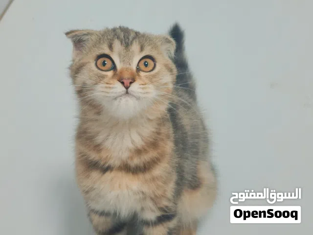 سكوتيش فولد تابي ذكر