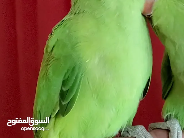 ذكر دره شباب تبارك الله