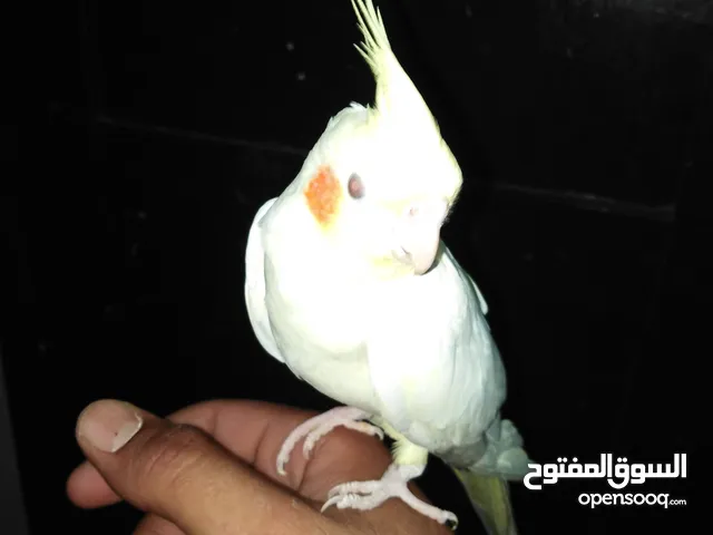 تبارك الرحمن