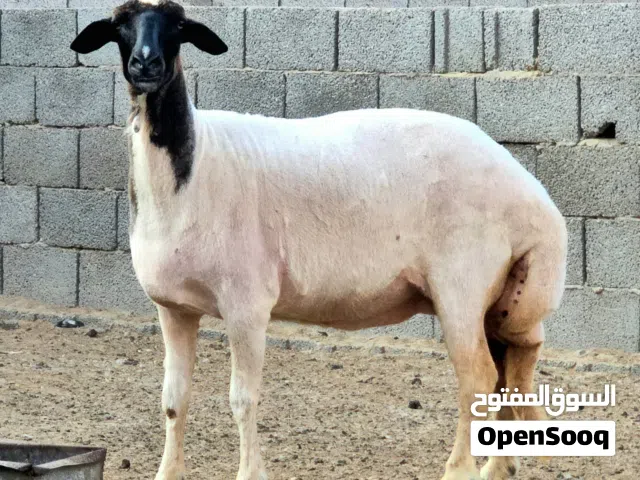 نعجة وطنيه سدسه عشرا 3 شهور