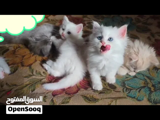 حيوانات للبي..