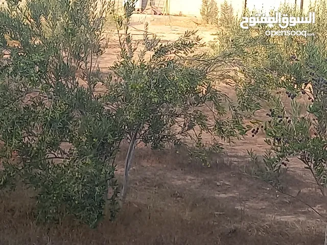 Mixed Use Land for Sale in Murqub Souq Elkhamis