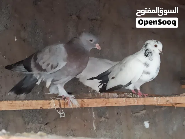 حمام ربي يبارك هزاز وشقلاب