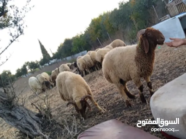 خواريف لحم مرعى جرد اللقلوق 20 ذكر أوزاان مختلفة فطمتين خرج جنوي تواصل واتساب