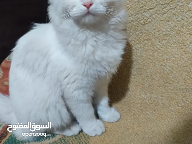 قطه شيرازي للتبني