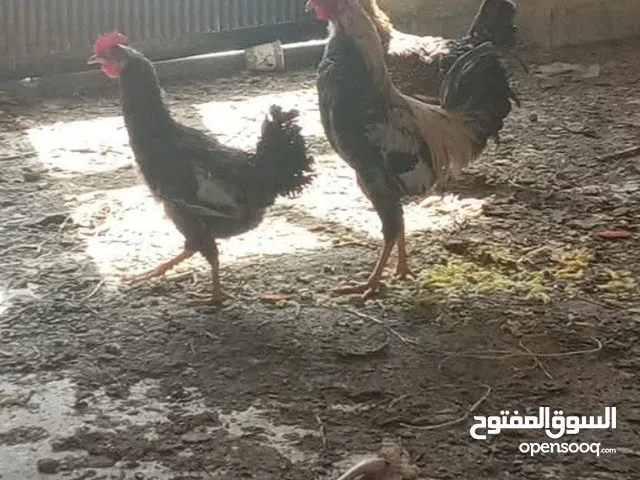 دجاج بلدي بياض للبيع