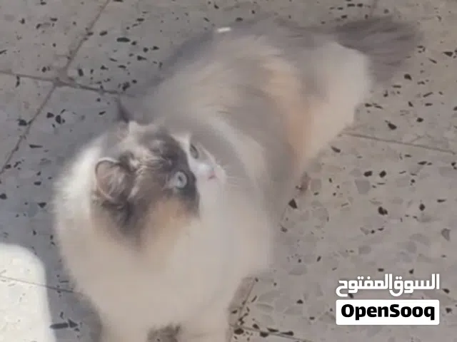 aml shayeb