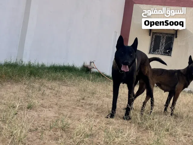 متاح 2 فحوله مالينو لتزاوج فقط بمقابل