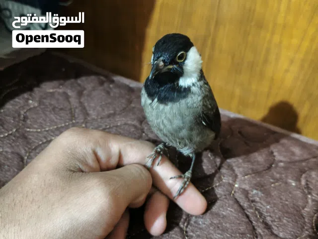 بلبل عراقي اليف