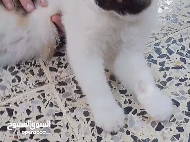قطة شيرازي لوز كيوت اسمها لوسي