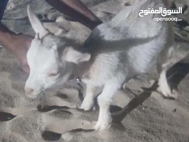 تيس القزم عمره 45 يوم