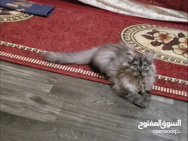 حيوانات للبيع