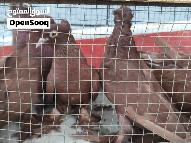 رواعب للبيع خط اول