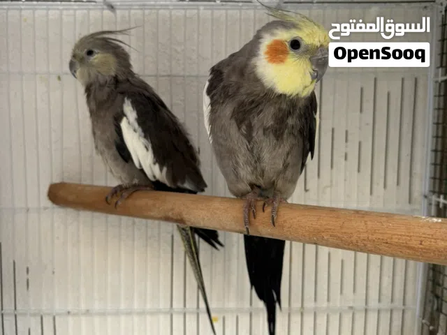 زوج كوكتيل