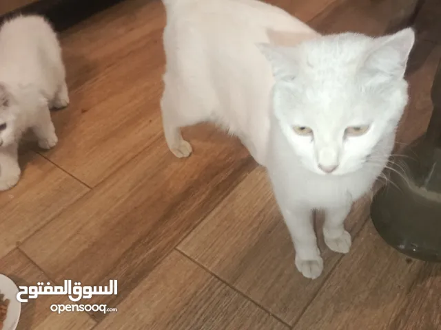 ام مرضعة شيرازي مكس انجورا للتبني ... اولادها تم تبنيهم ويوجد لديها حليب الا الان...