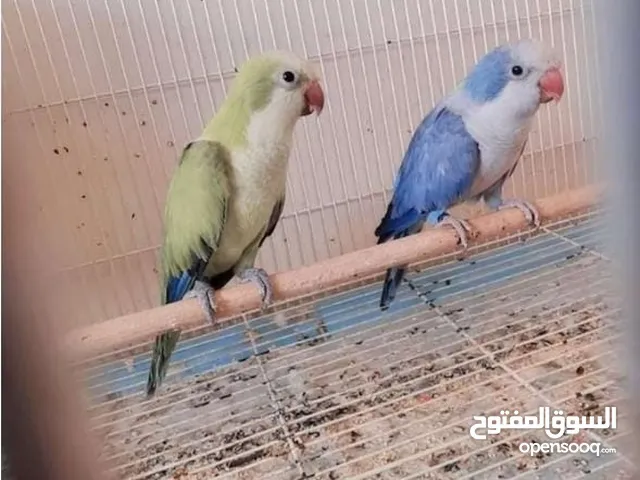 زوج كويكر جاهز للانتاج