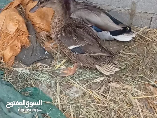زوج خضيري