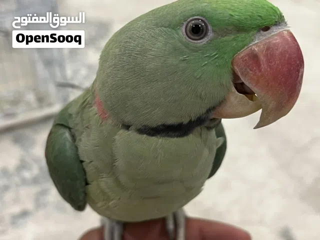 متو نيبالي للبيع جامبو يحب يلعب