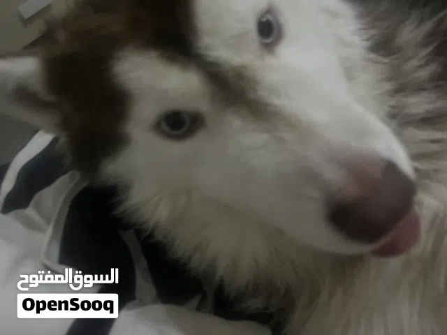 Husky for sale