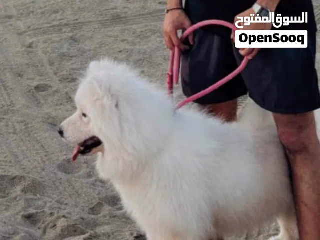 للبيع ذكر سامويد