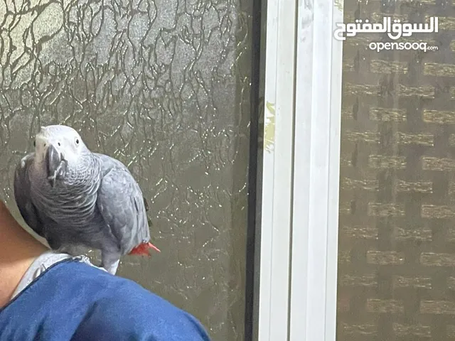 ببغاء زنجيباري