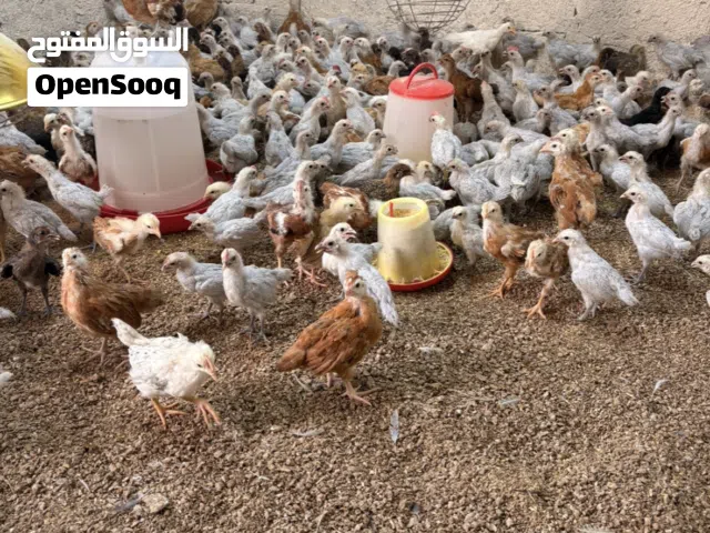 صيصان دجاج الفيومي والفرنسي الاحمر