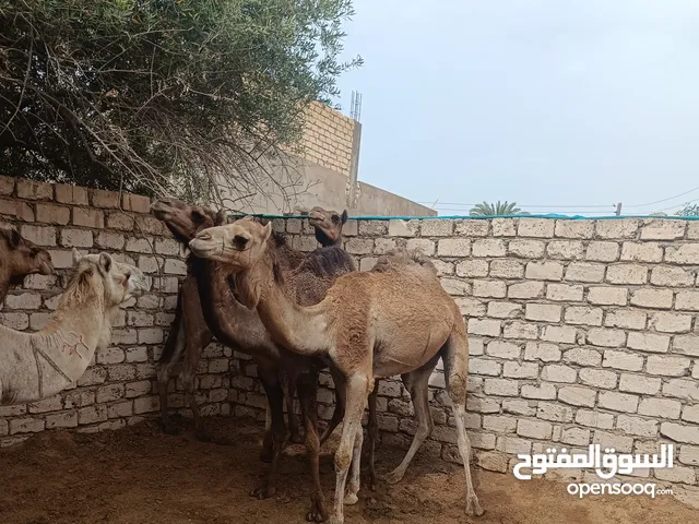 أضاحي للبيع بسم الله ماشاء الله... توكلت علي الله قعدان أضاحي السن.....( تنايا )