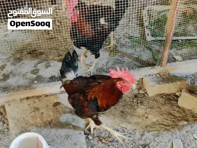 ديوجة عدد 9