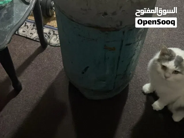 انبوبة غار