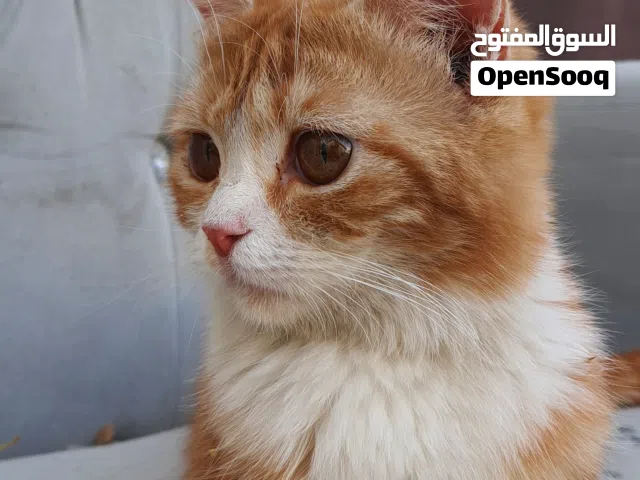 مكس بريطاني و شيرازي