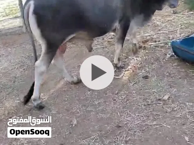 ثور للبيع العمر سنتين ونصف