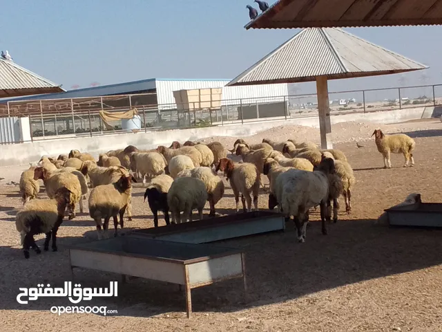 Sheep for sale