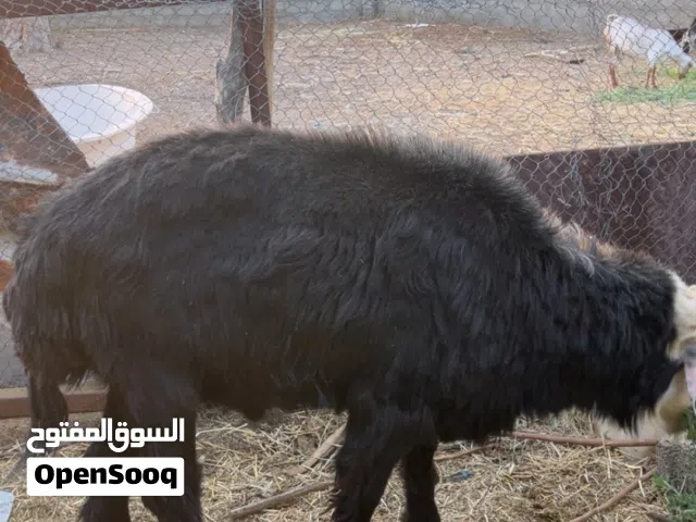 كبش نجدي للبيع