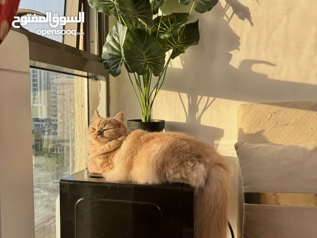 Persian cat