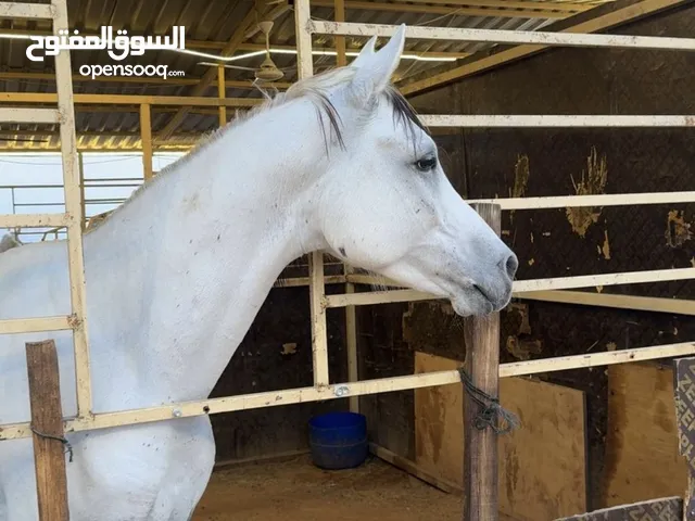 خيل ركوبه طرب