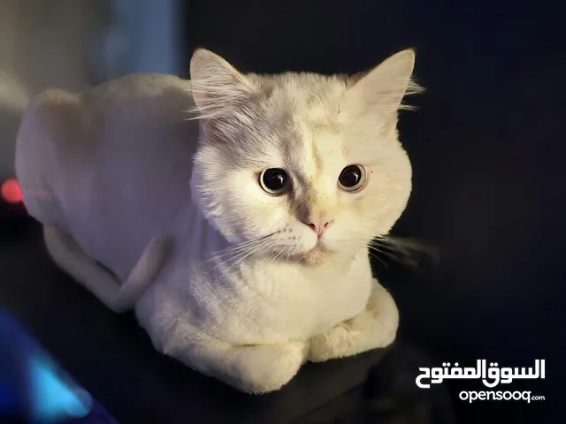 British shorthair 9 months old kitten