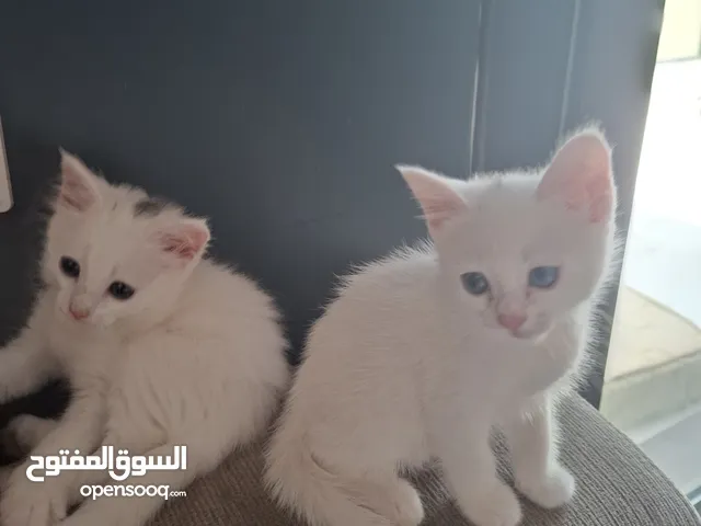 قطتين بيضات عمر شهرين الاثنين اناث