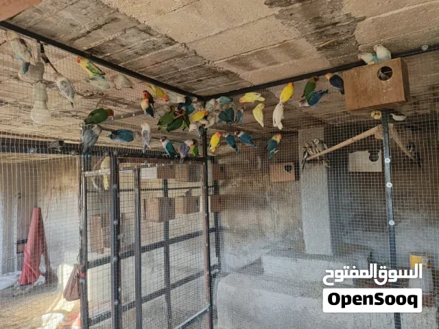 غرفه انتاج فيشر اللوان مميزه و7 جواز كوكتيل