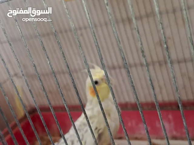 جوز جنه جوز حب جوز كنار جوز كوكتيل (اقرا الوصف ضروري)